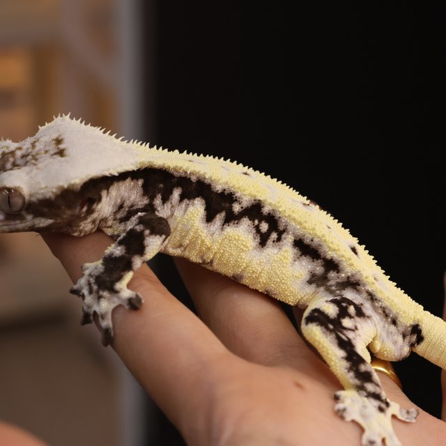 Lilly Axanthic