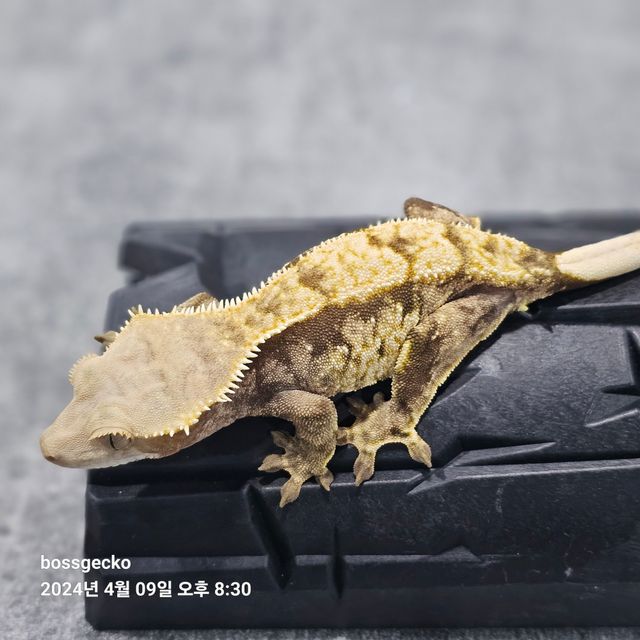 트라이