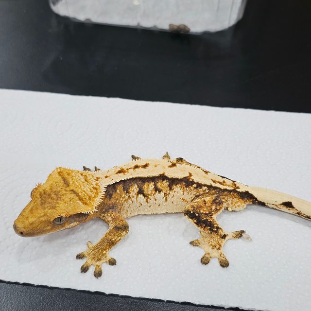 트라이