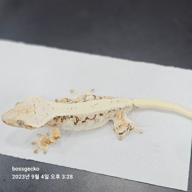 릴리화이트