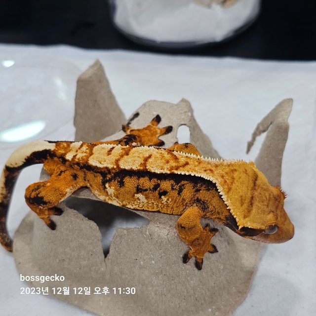 노멀 트라이 바브
