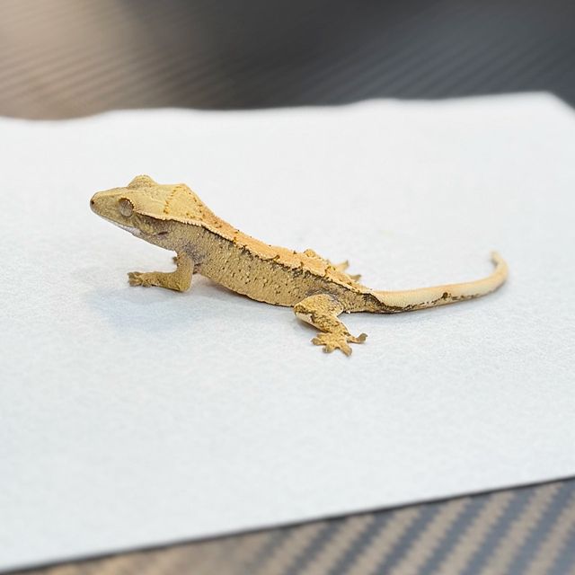 트라이