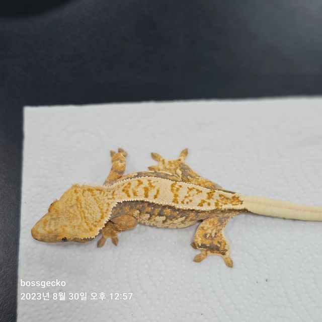 트라이 바브