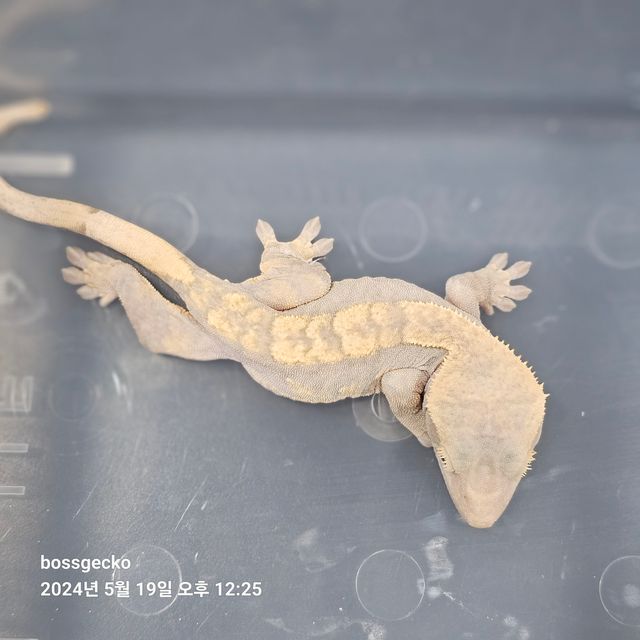 하이포