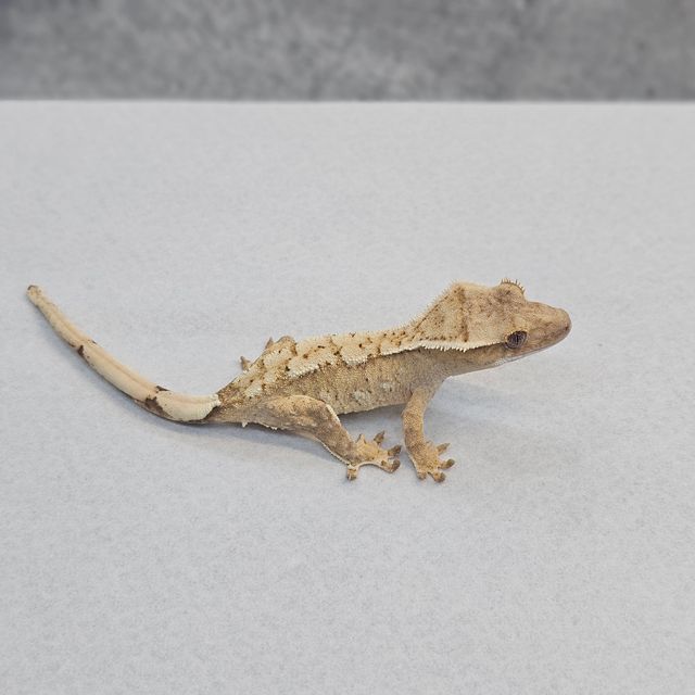 노멀 크림 옐로우