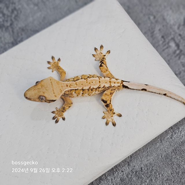 트라이 바브