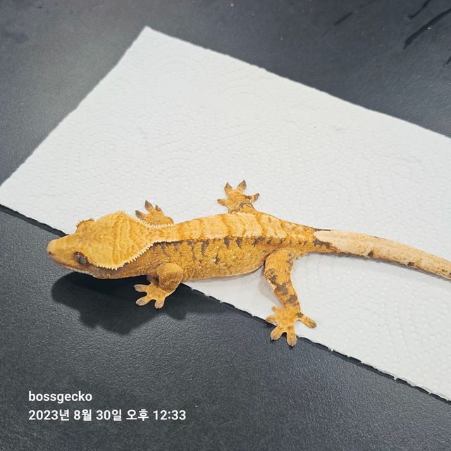 트라이 바브