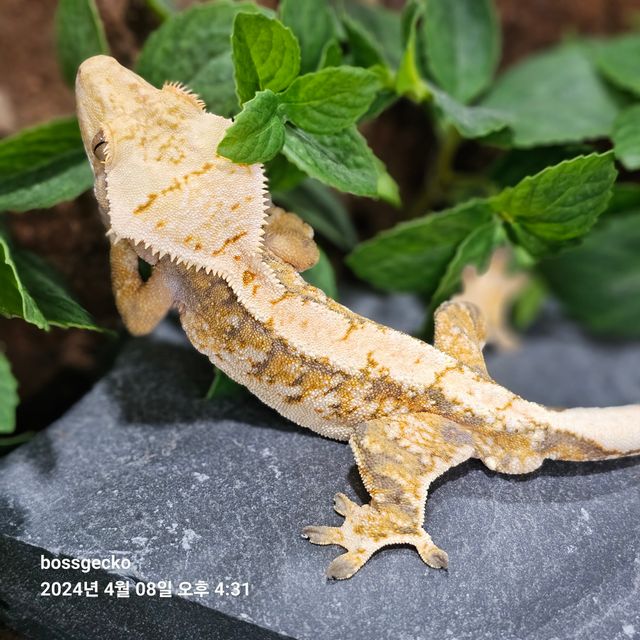 트라이