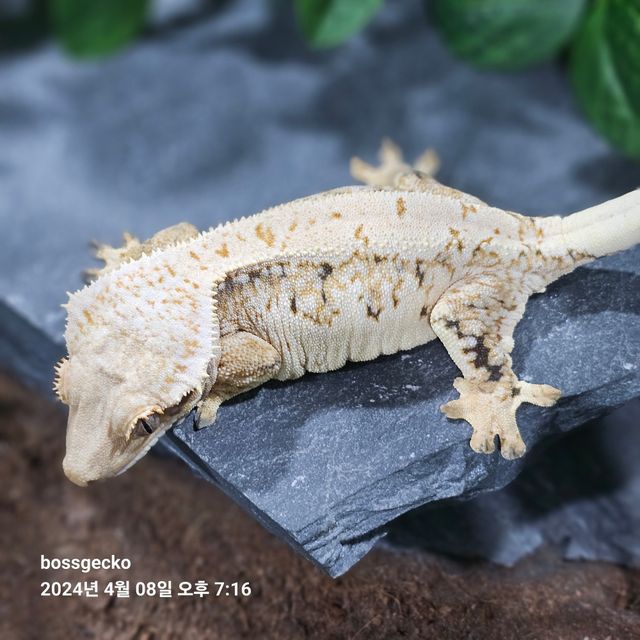 트라이