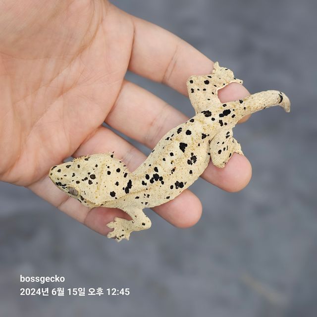 슈퍼달마시안