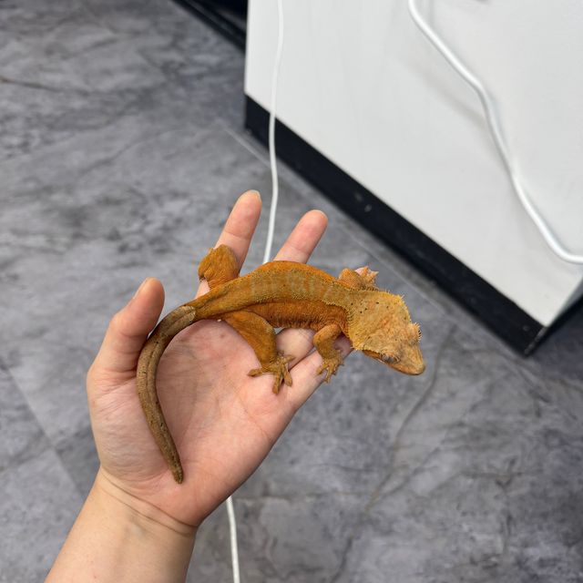 노멀 레드 바이 달마시안