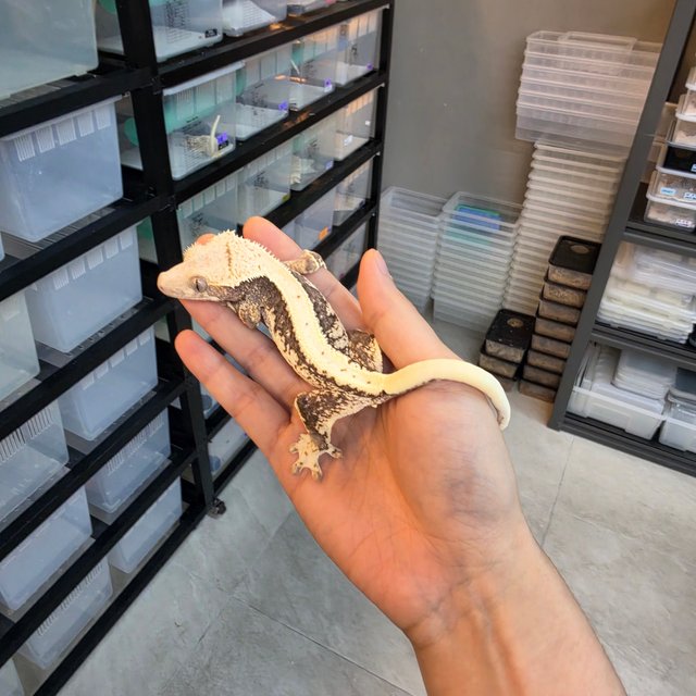 Lilly 100% Het Axanthic