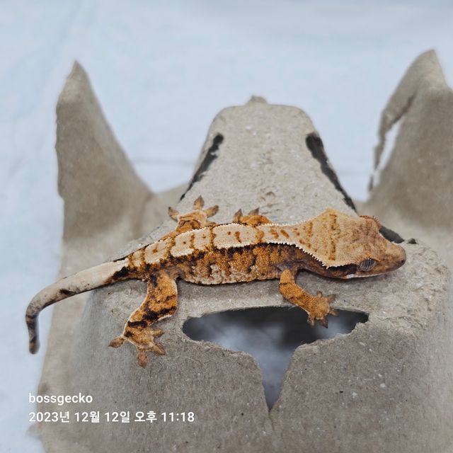 노멀 트라이 바브
