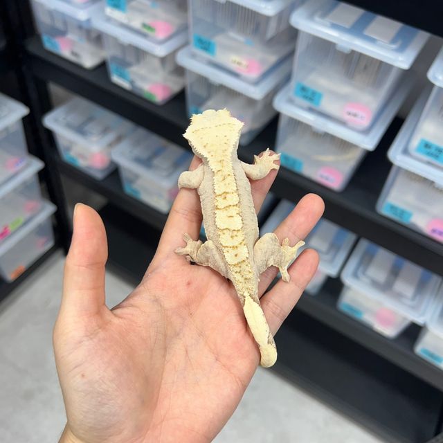 크림 옐로우