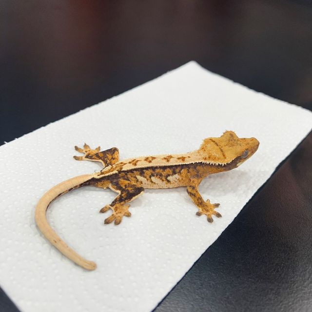 트라이