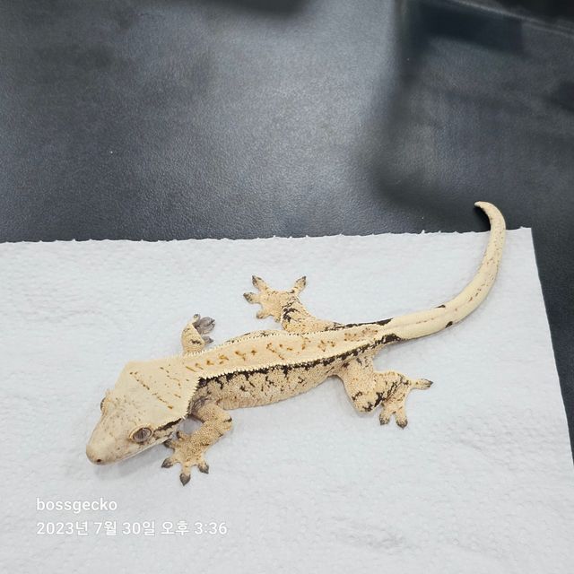 드리피 화이트포트홀