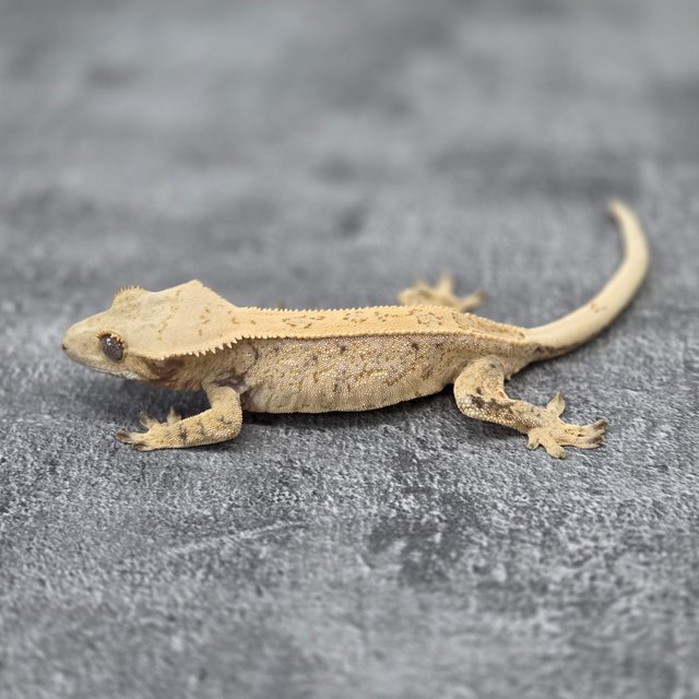 Normal White Spot Quad