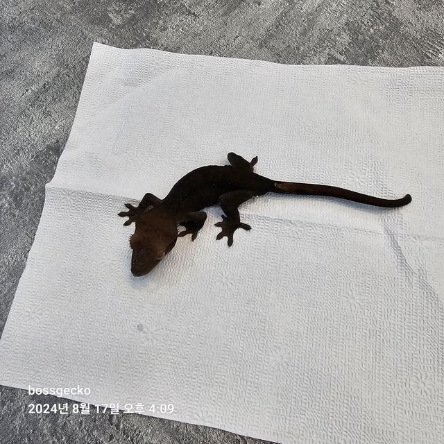 챠콜 알티