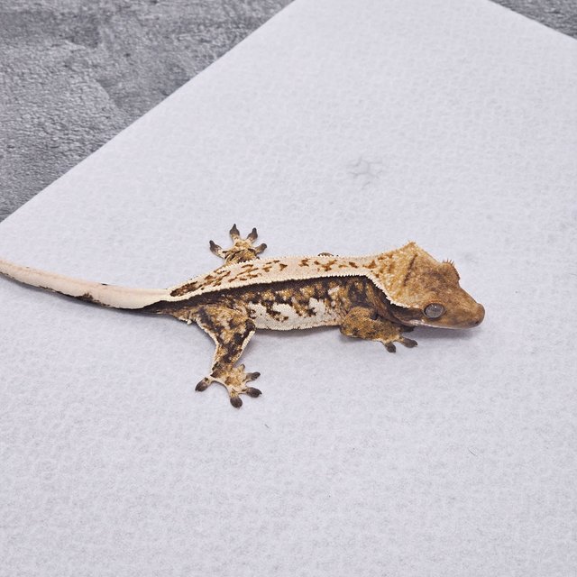 노멀 핀스트라이프 트라이