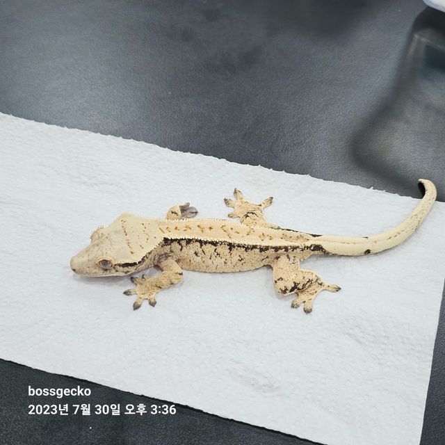 드리피 화이트포트홀