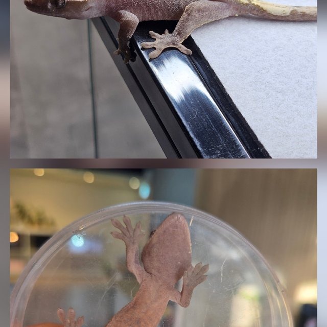 Cappuccino Pied