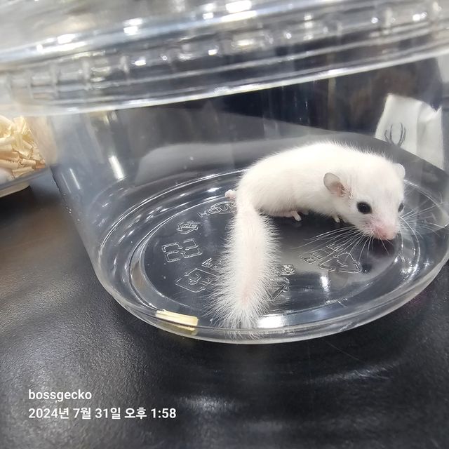 루시스틱