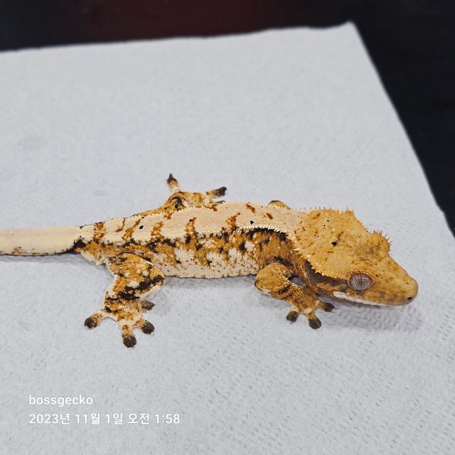 트라이