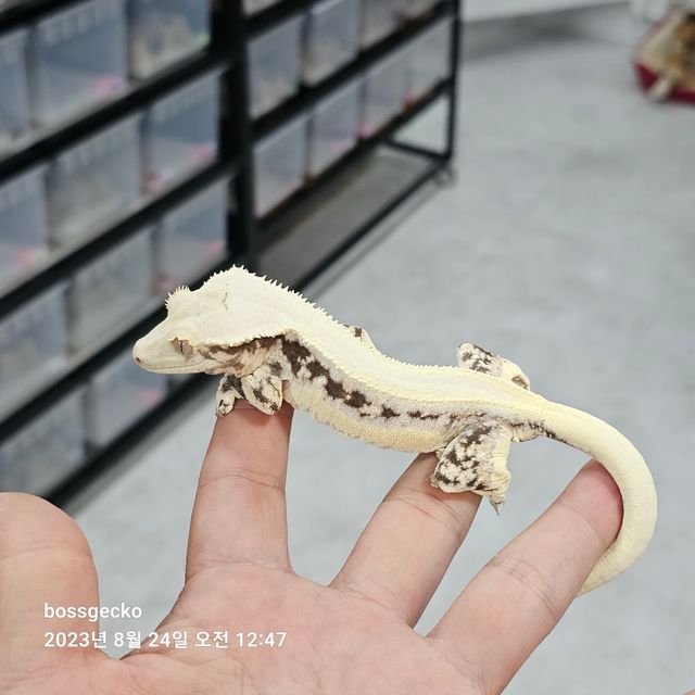릴리화이트