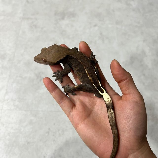 카푸치노 풀핀