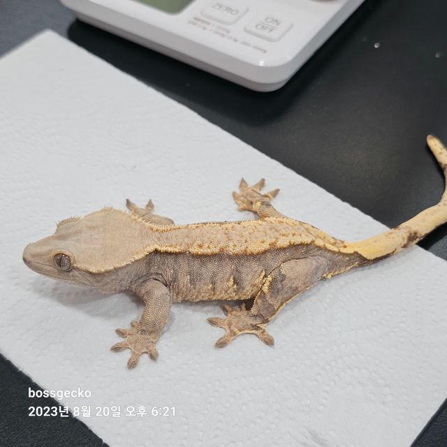 트라이