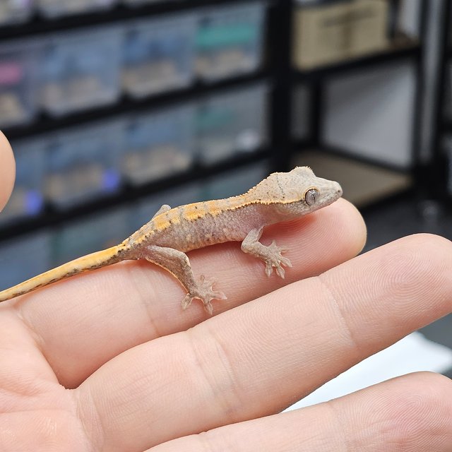 파이드 릴리화이트