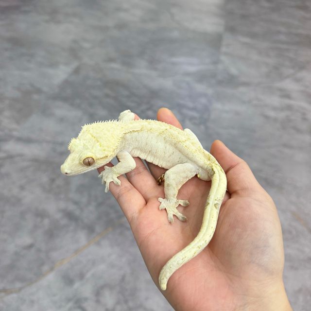 노멀 옐로우 크림