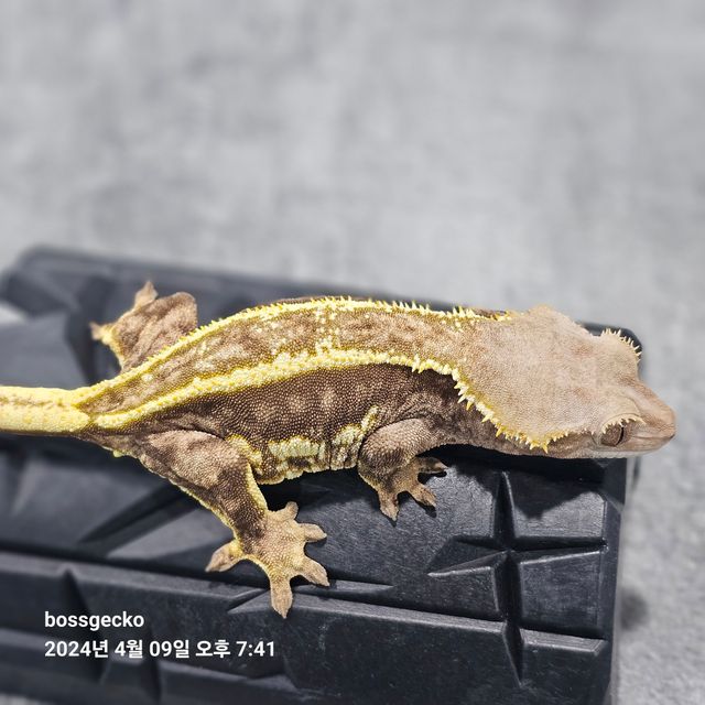 엠티백 쿼드