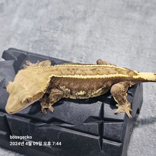 쿼드 엠티백