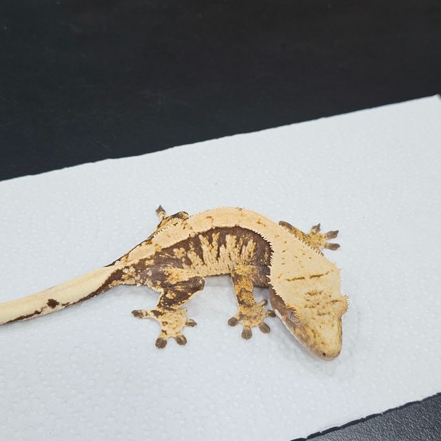 트라이