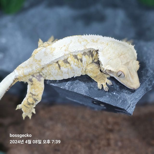 트라이