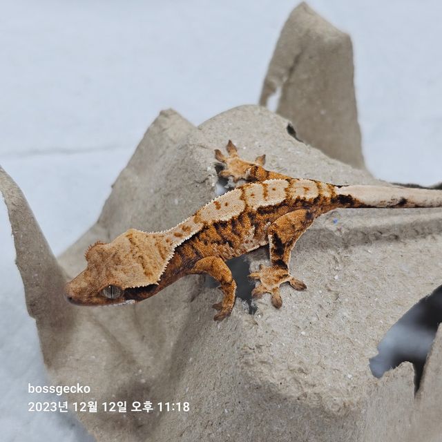 노멀 트라이 바브