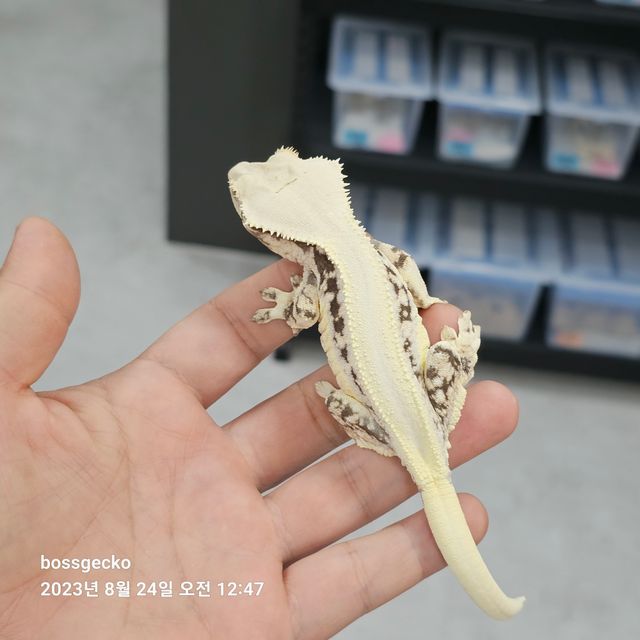 릴리화이트