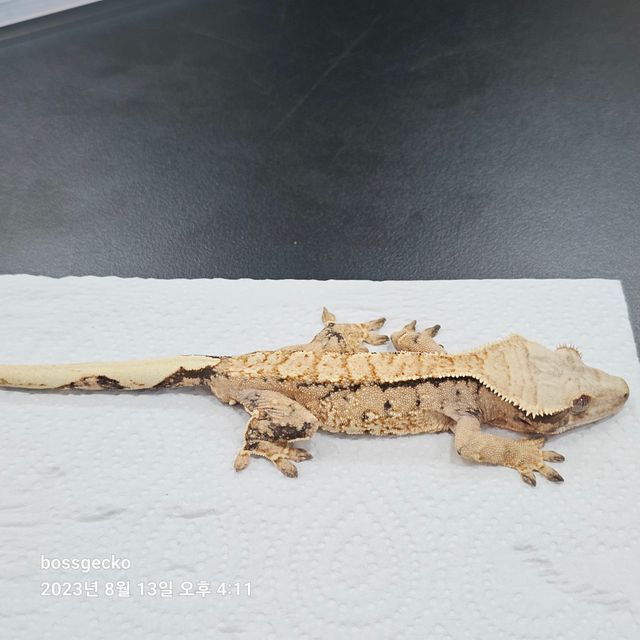 트라이 바브