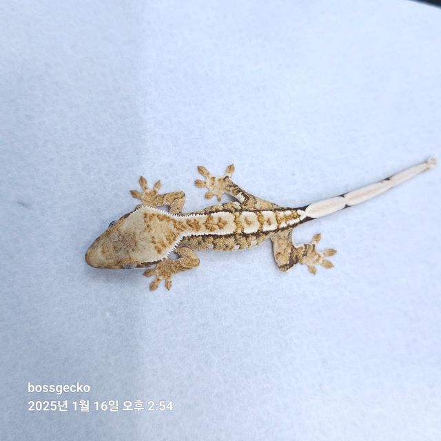 트라이 바브