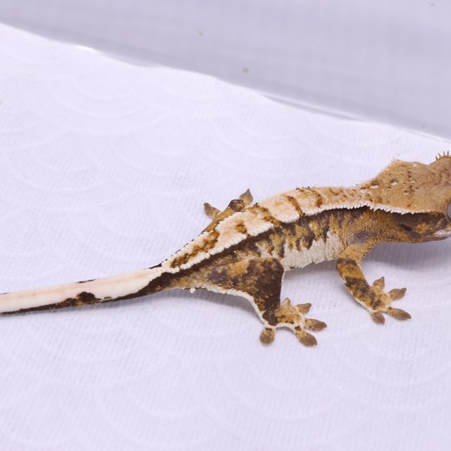 Normal Tri Extreme Harlequin