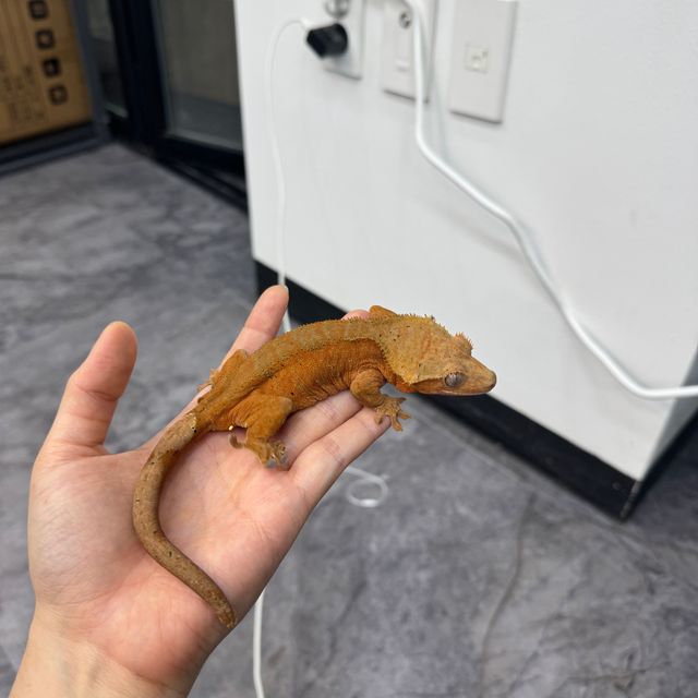 노멀 레드 바이 달마시안