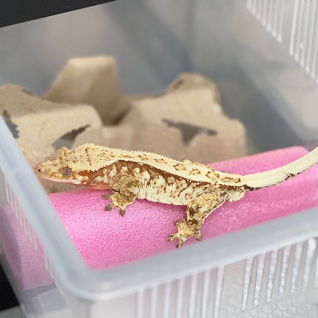 Normal Tri Extreme Harlequin Red