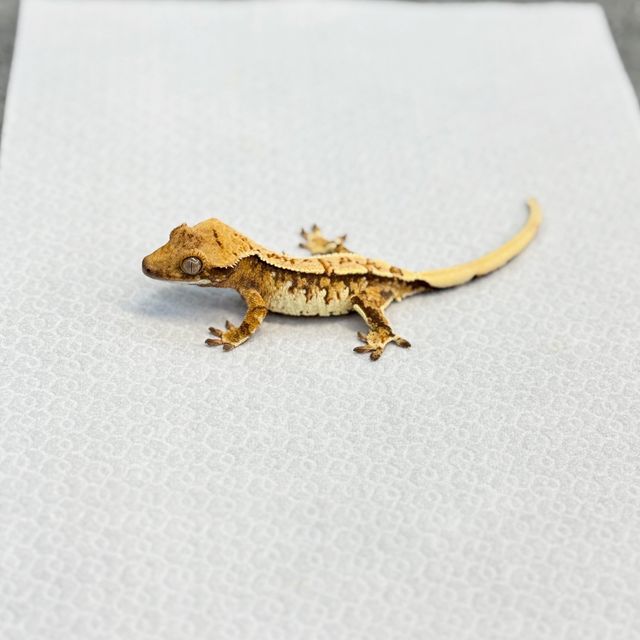 Extreme Harlequin Tangerine Tri