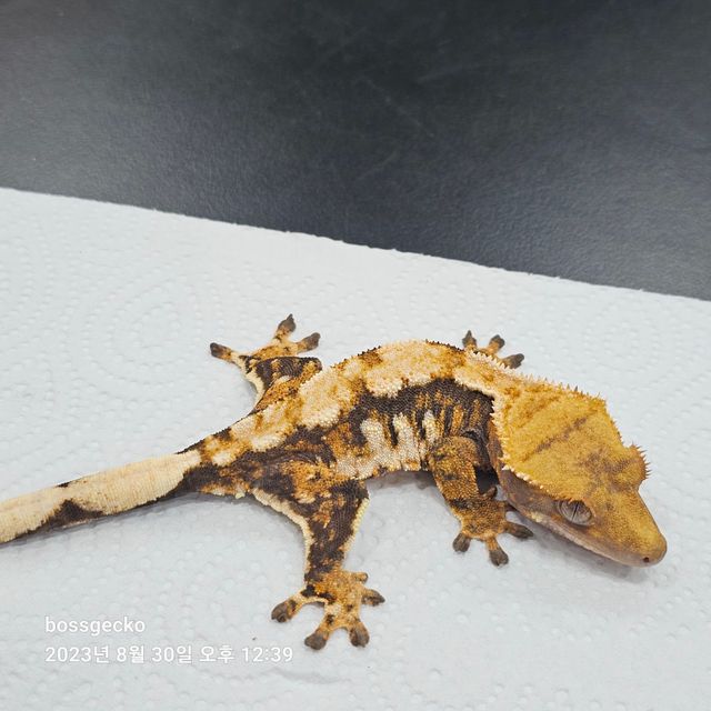 트라이 바브