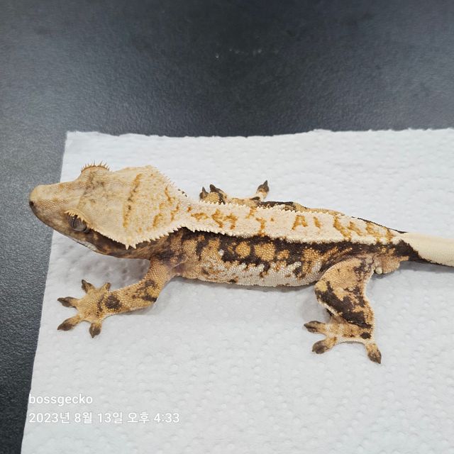 트라이