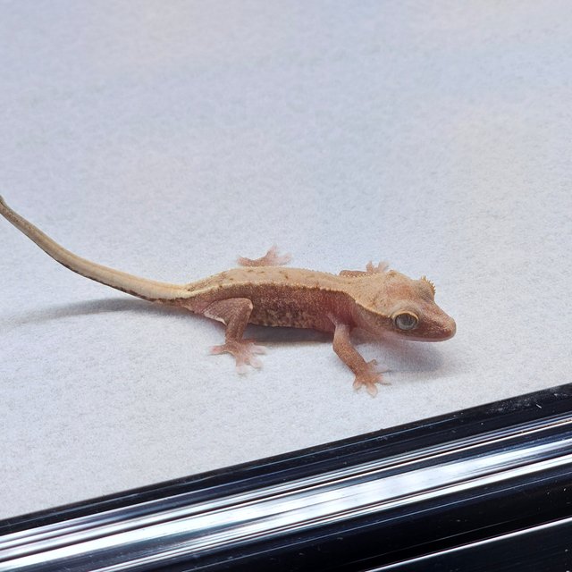 Pied Hypo