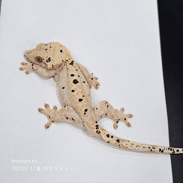 달마시안