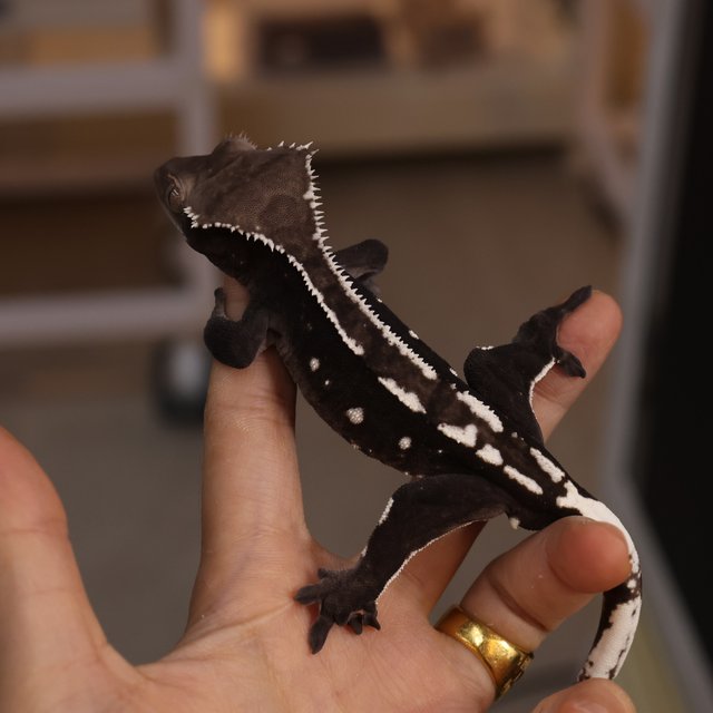 Axanthic