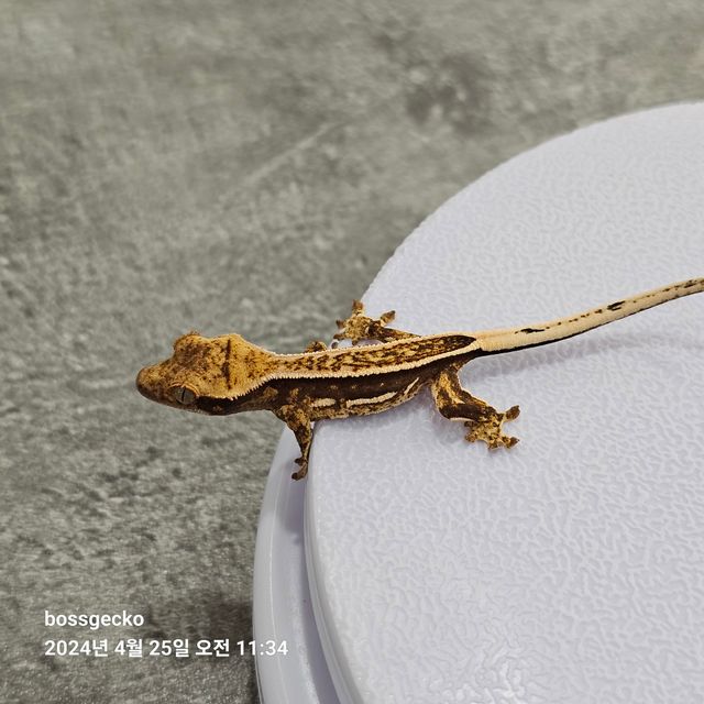 쿼드 풀핀 핀스트라이프